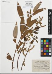 Foto von Salix fragilis L.